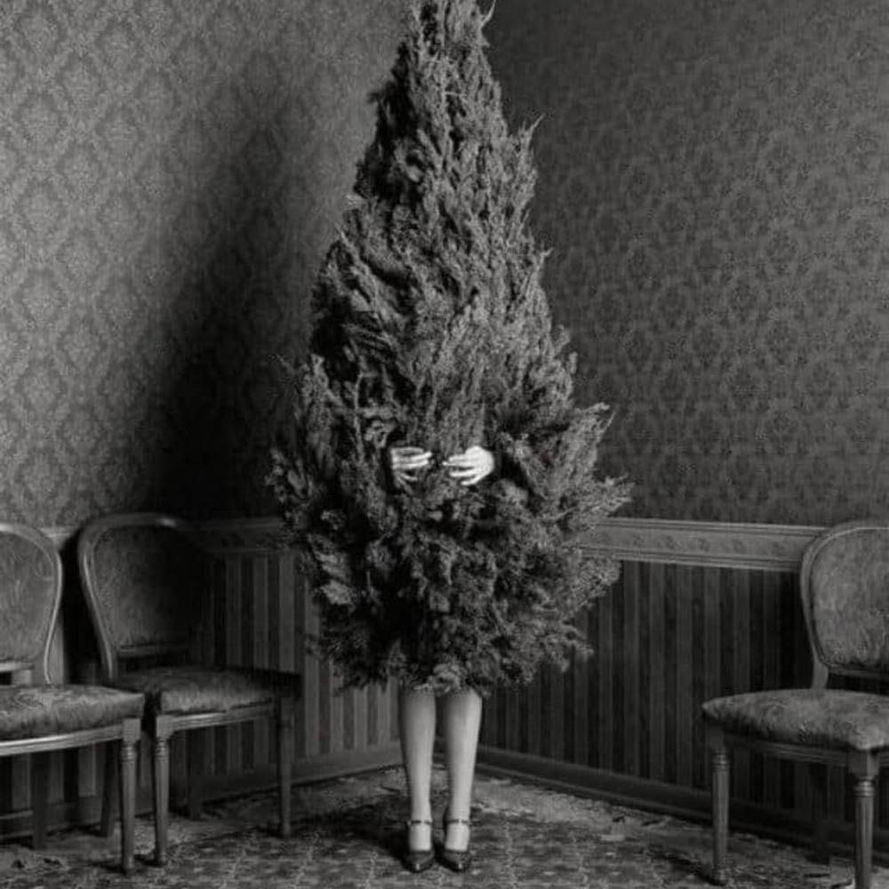 Meet your Posher, Bonnie